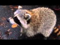 Friendly raccoon at Central Park NYC