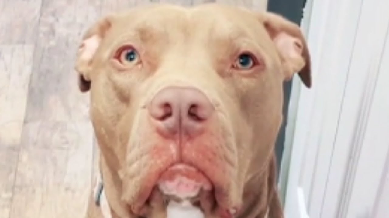 Истерика этого спасенного питбуля — самое милое, что вы сегодня увидите.