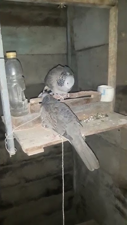 pikat ajaran tekukur||saprol & bagong