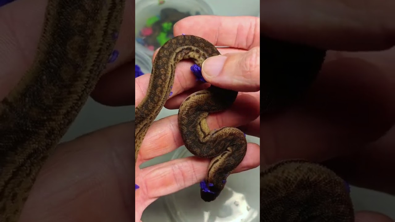 Unboxing Some Weird Snakes