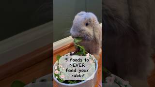 5 Foods To Never Feed Your Rabbit