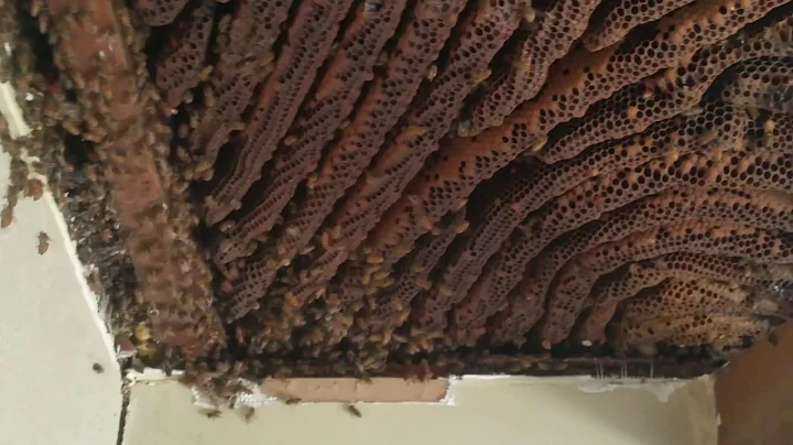 Bee Hive Rescue