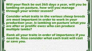 Beginners Guide To Raising Profitable Sheep