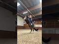 Little cutie licardon  horse equestrian viral