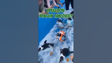 Top Zoologist Reveals SHOCKING Penguin Behavior Patterns