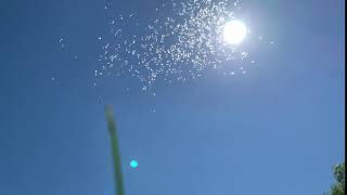 A cloud of gnats