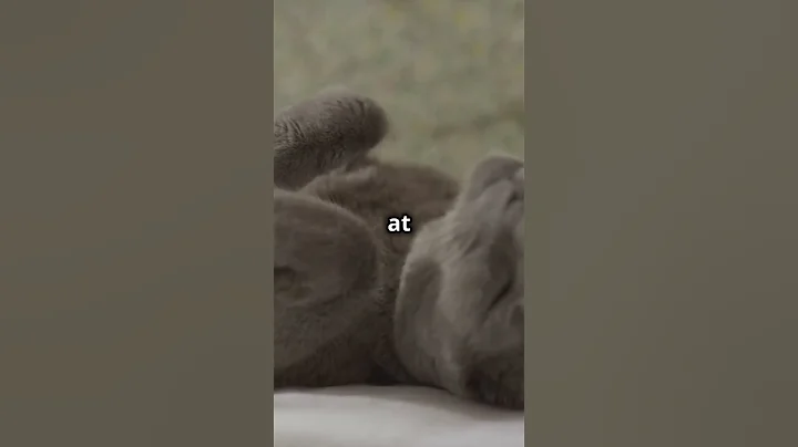 Watch the video about Siamese Says It’s Time #cat #pets #funny #puppy #cutecat #cute #petpeeves