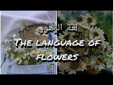 لغة الزهور     دلالات الوان الزهور ومعانيها