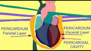 AP2 EXAM 1: ROLE OF PERICARDIUM