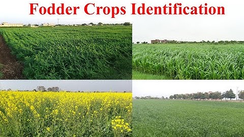 Fodder Crops Identification