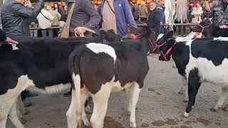 : Qoqon mol bozori sigir va gonajin narxlari 15.10.2025.