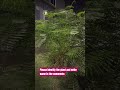 Please identify the tree
