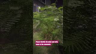 Please identify the tree