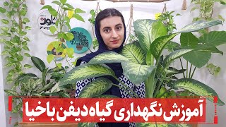 شرایط نگهداری دیفن باخیا یا سم برگ 