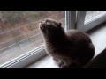 Кошка крякает на птиц))