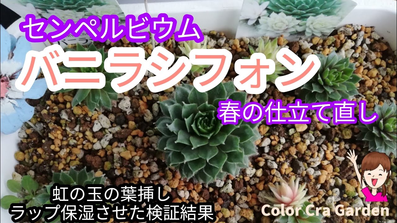 多肉植物 センペルビウム バニラシフォン の仕立て直し 植え替え 虹の玉の葉挿し検証結果 Succulent Youtube