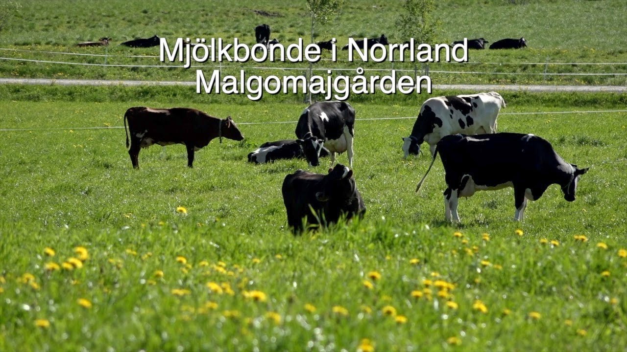 Mjölkbonde i Norrland