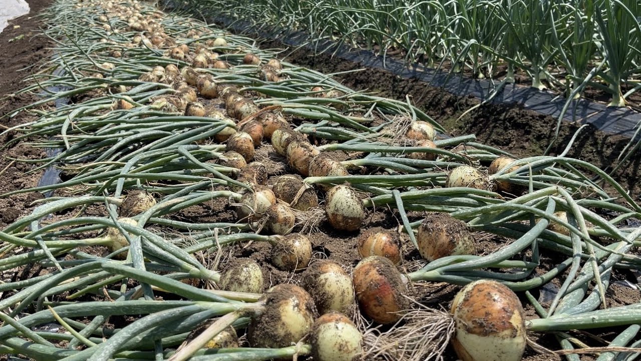 After harvesting the onions, we reused the mulch instead of