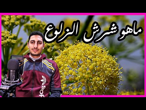 ماهو شرش الزلوع وفوائدة شرج الزلع فوائد ومعلومات مذهلة