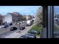 Video: Zebras on the loose in Brussels