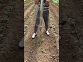 PLANTER FOR AGRICULTURAL USE⚡EASY N FAST ⚡MAT⚡DILIP NAGAR ⚡#shorts #short #shortvideo