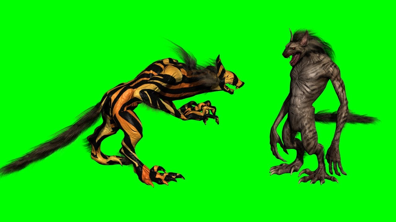 Hyena Green Screen Effects II Hyena Green screen II Wild Hyena