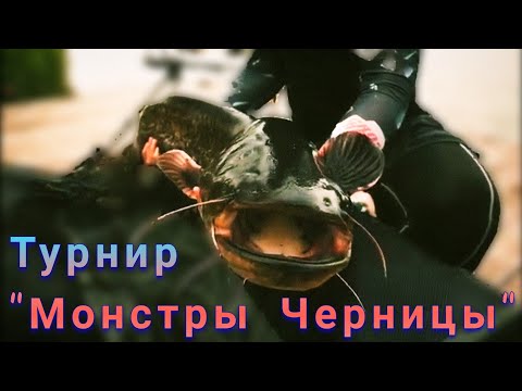 Видео: Черница - полезни свойства и употреба