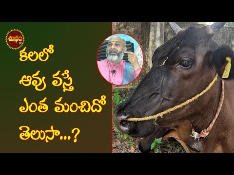 కలలో ఆవు కనిపిస్తే| Kalalo Aavu Kanipiste | Nidralo Aavu | Cow Dream | Dream Of Cow | Swapnamlo Aavu