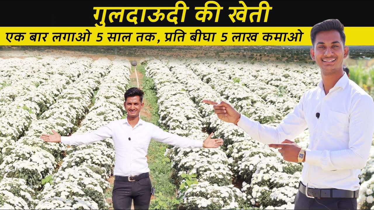 गुलदाऊदी की खेती प्रति बीघा 5 लाख सालाना कमाओ // guldaudi ki kheti // crysinthamum farming in India