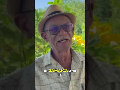 Negril’s Development: Jamaica’s Gem