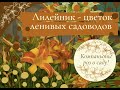 Лилейник - цветок ленивого садовода.