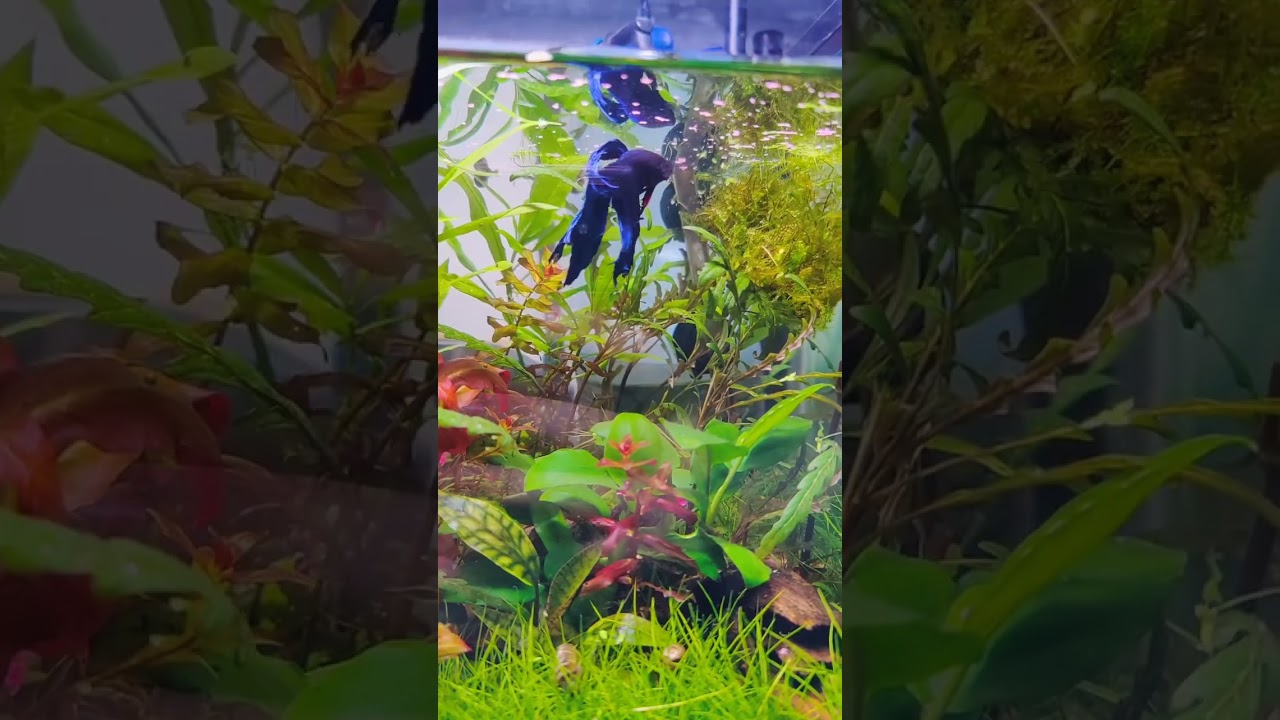 Did you say... Food? 