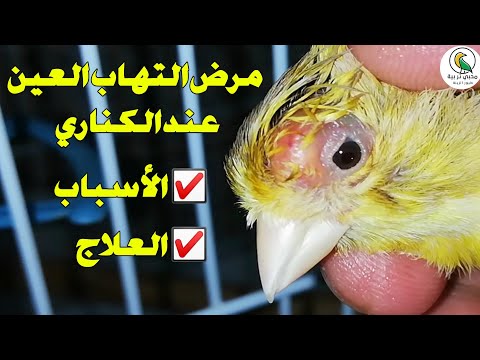 الكناري مرض التهاب العين