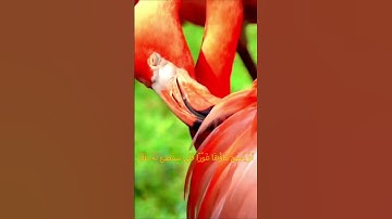 سورة الكهف اية 41 - بصوت جميل - أَوْ يُصْبِحَ مَاؤُهَا غَوْرًا