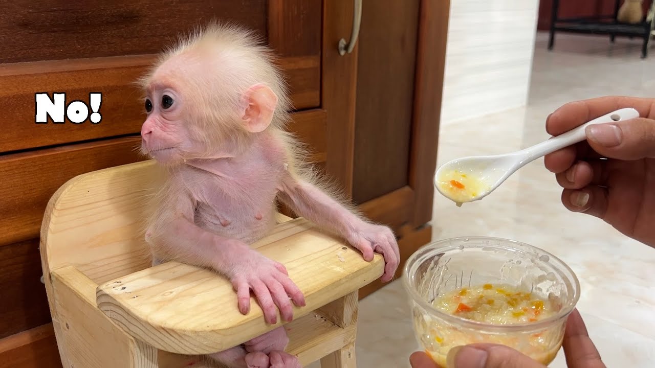 Как отреагирует обезьянка Зика, когда ей придется попробовать новый суп, который я для нее пригот...