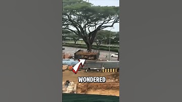 This Machine MOVES ENTIRE TREES! (Unbelievable!) #youtubeshorts #trending