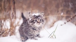 Кот зимой, очень смешной кот Кот зимой, очень смешной кот