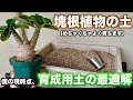 【塊根植物】うちで使用してる実生株用土、現地株用土を紹介します