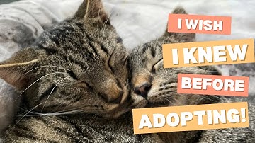 10 Things You Should Consider Before Adopting A Cat
