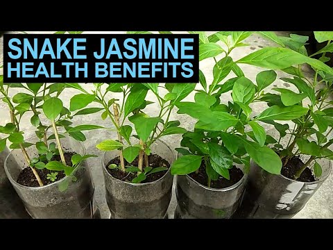 Video: Mga Sakit sa Jasmine - Mga Tip sa Paggamot sa mga Sakit sa Halamang Jasmine