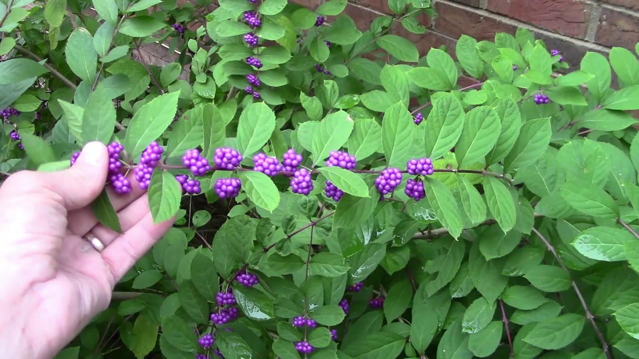 The American Beautyberry Plant.  Low Maintenance Perennial Plant Purple Berries.