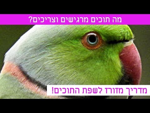 וִידֵאוֹ: איך מלמדים תוכי לשיר