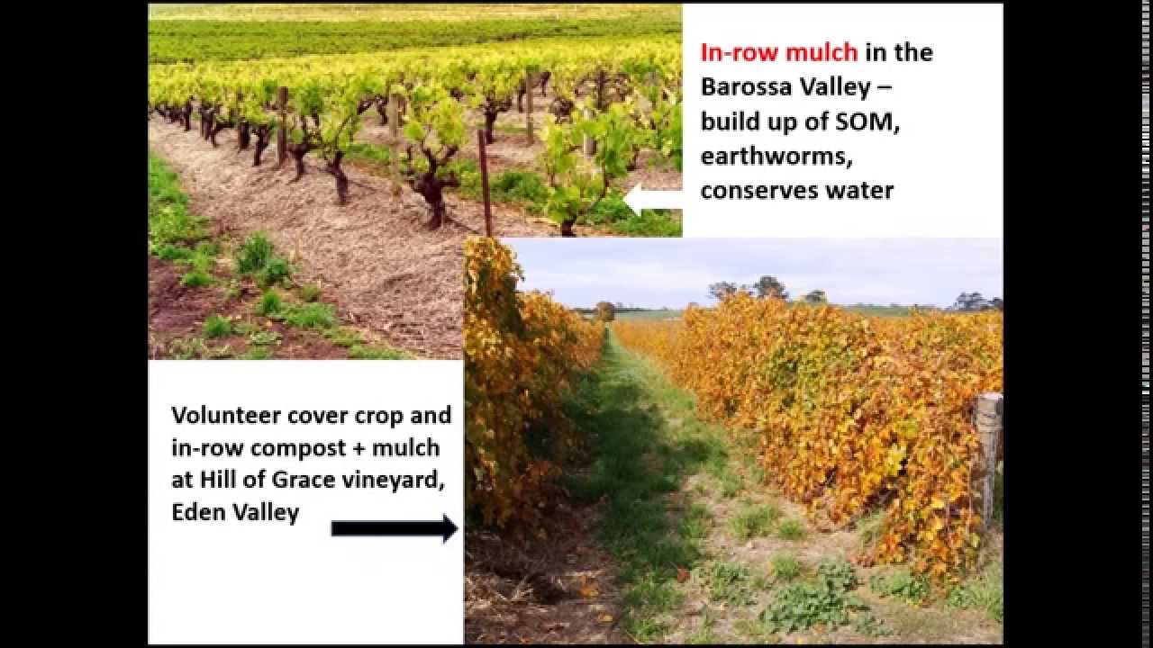 Soil health (The Australian Wine Research Institute webinar recording)