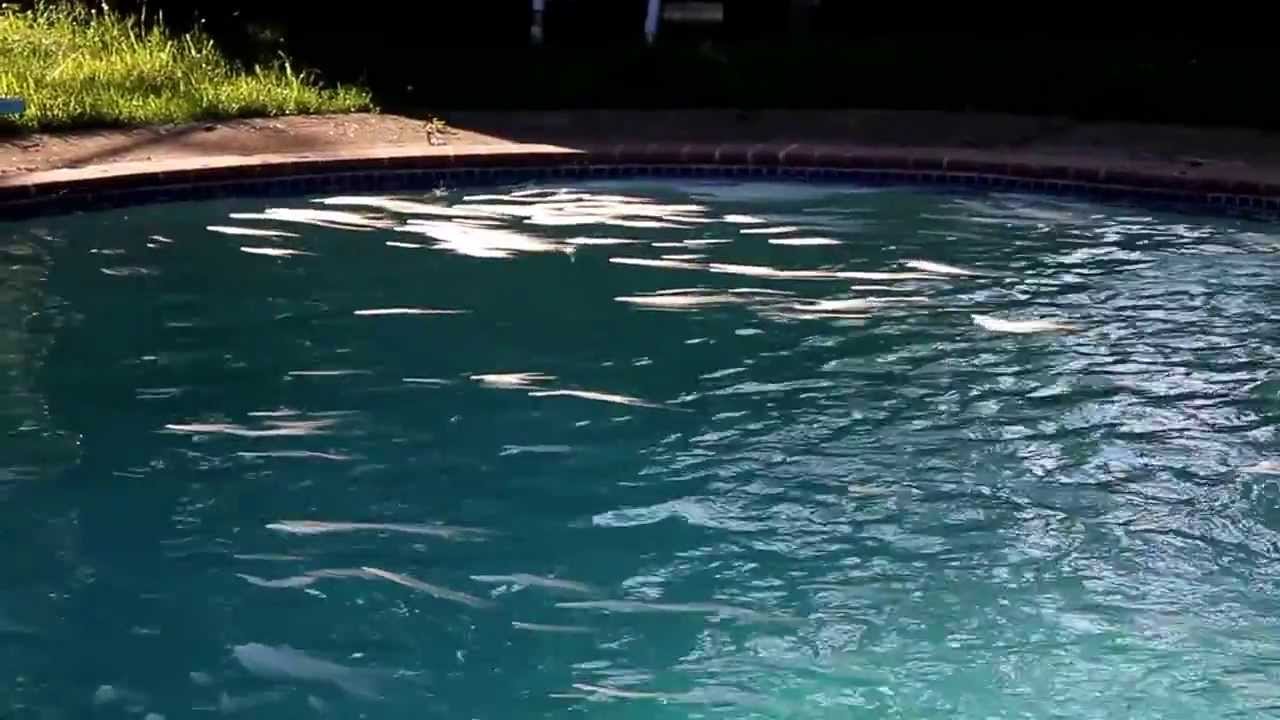 Dry ice in our pool YouTube