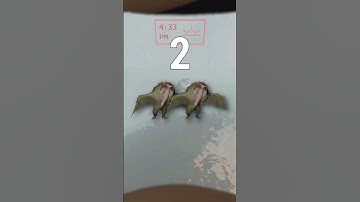 How to Counter a Baboon Hawk in Lethal Company!