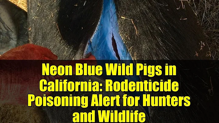 Neon Blue Wild Pigs in California: Rodenticide Poisoning Alert for Hunters and Wildlife