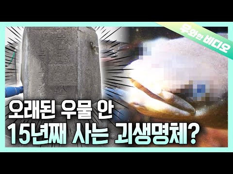 우물 안에 살고 있는 괴생명체의 정체는...?!┃What Is the Strange Creature that lives in the Well?