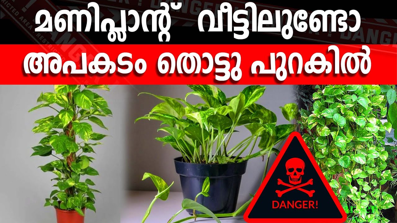 വീട്ടിൽ അപകടം ക്ഷണിച്ചു വരുത്തല്ലേ!!!മണിപ്ലാന്റ്  വീട്ടിലുണ്ടോ#poisonousplants