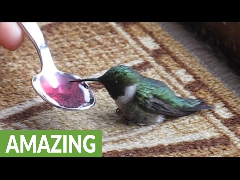 Thumbnail for Woman rescues dying hummingbird