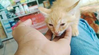 cute kitten that always follows its owner... by Kucing Desa 53 views 1 year ago 6 minutes, 12 seconds